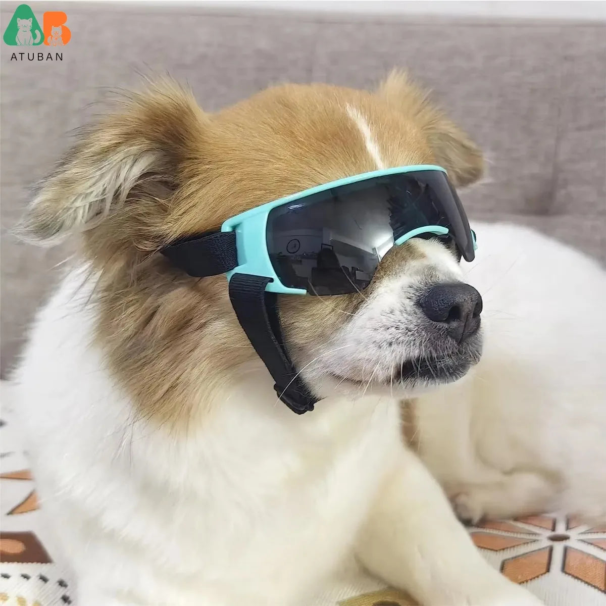 Stylish Blue Dog Sunglasses for Small Breeds - UV Protection and Windproof Goggles for Outdoor Adventures