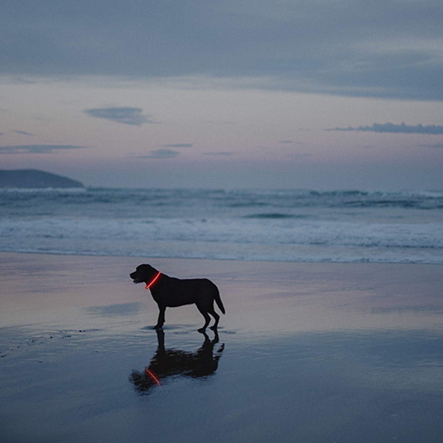 Illuminate Your Dog's Safety: 2-Pack Rechargeable LED Collars in Vibrant Red & Pink for All Breeds