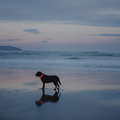 Illuminate Your Dog's Safety: 2-Pack Rechargeable LED Collars in Vibrant Red & Pink for All Breeds