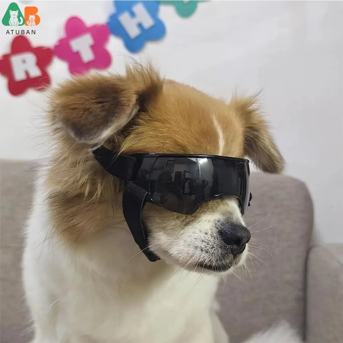 Stylish Blue Dog Sunglasses for Small Breeds - UV Protection and Windproof Goggles for Outdoor Adventures