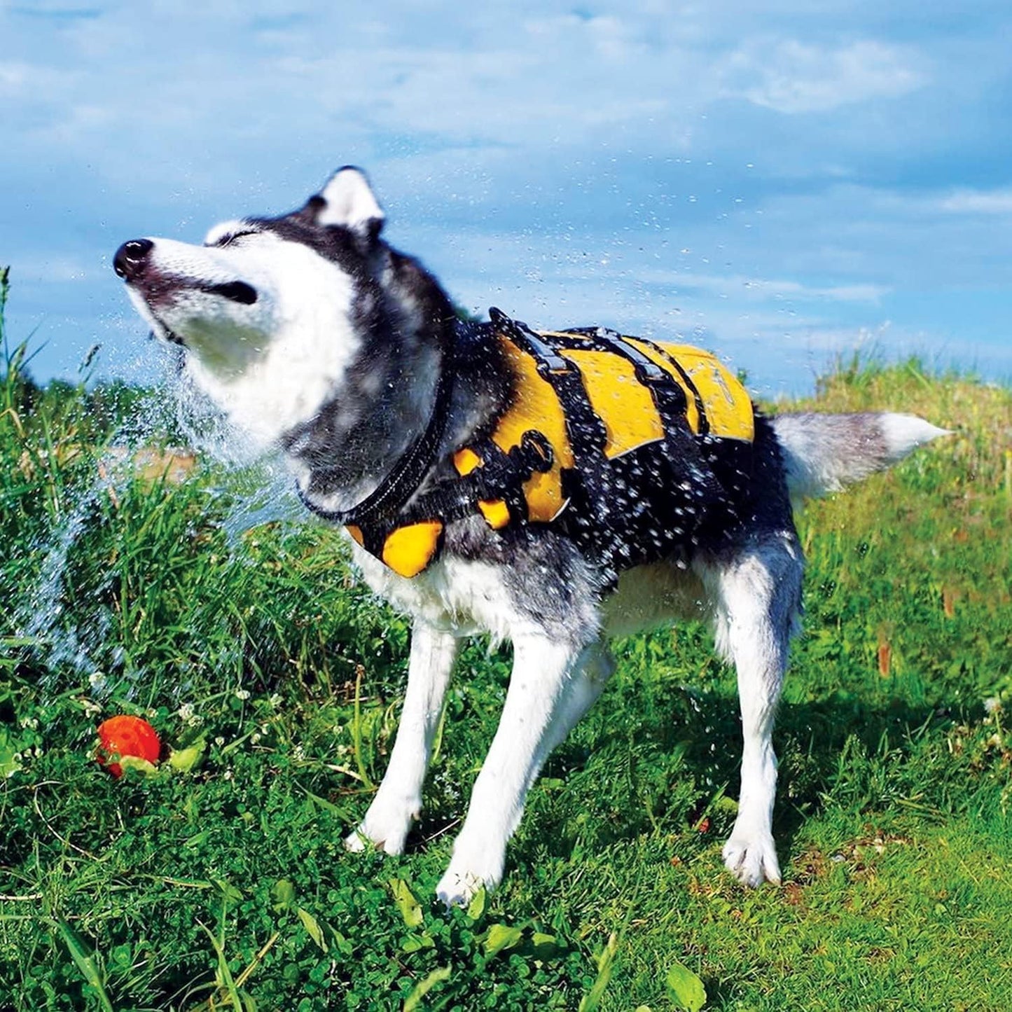 DFD Dog Life Jacket - Premium Adjustable Safety Vest with Reflective Trim & Enhanced Flotation for Small Dogs - Perfect for Water Adventures!