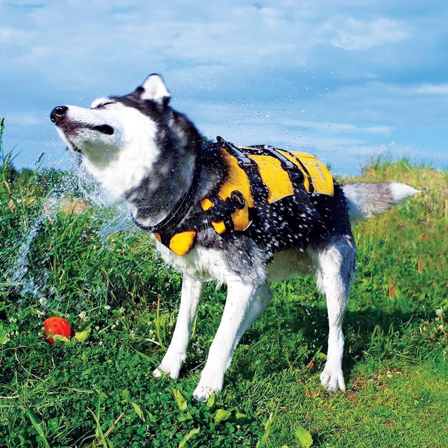 DFD Dog Life Jacket - Premium Adjustable Safety Vest with Reflective Trim & Enhanced Flotation for Small Dogs - Perfect for Water Adventures!
